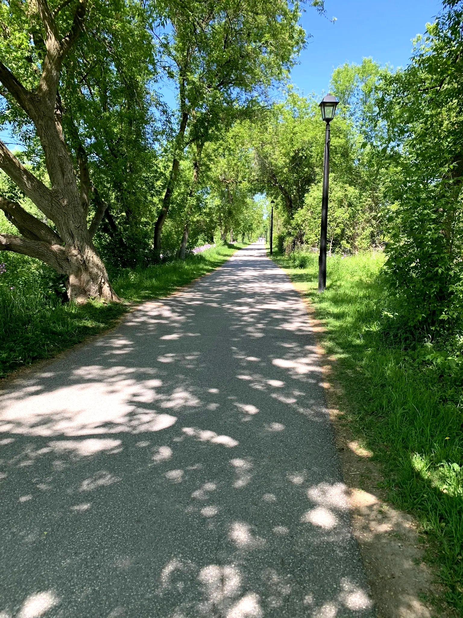 Tom Taylor Trail, Newmarket ON